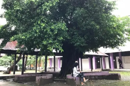 Sederet Pohon dengan Daya Serap Karbon Dioksida yang Mengagumkan
