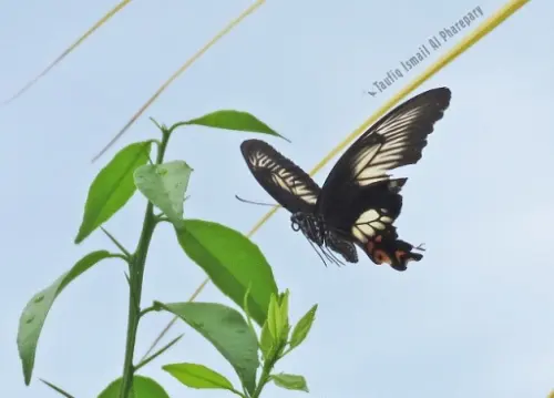 Ada Gula Ada Semut, Ada Pakan Ada Kupu-kupu