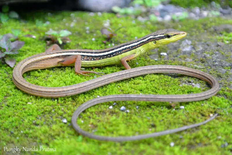 Mengenal Kadal Rumput, Fauna Pelari Cepat yang Hampir Terancam