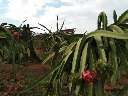 Melihat 3 Arah Strategi Peningkatan Produksi Hortikultura