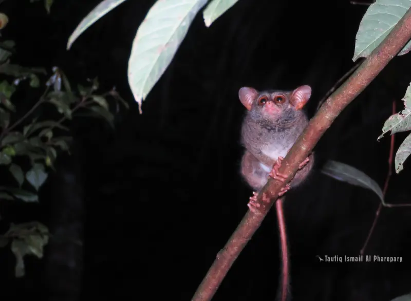Safari Malam di Rimba Pattunuang Mengamati Tarsius Fuscus