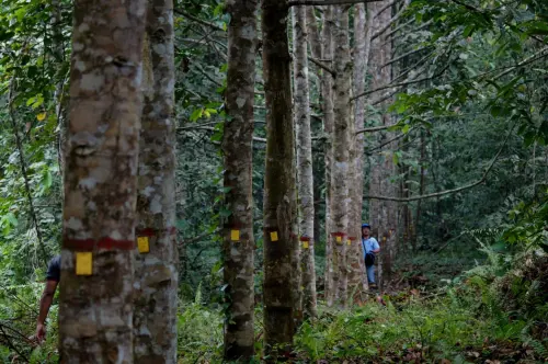 Mengulik 20 Alasan Kenapa Hutan Memiliki Arti Penting untuk Dilestarikan
