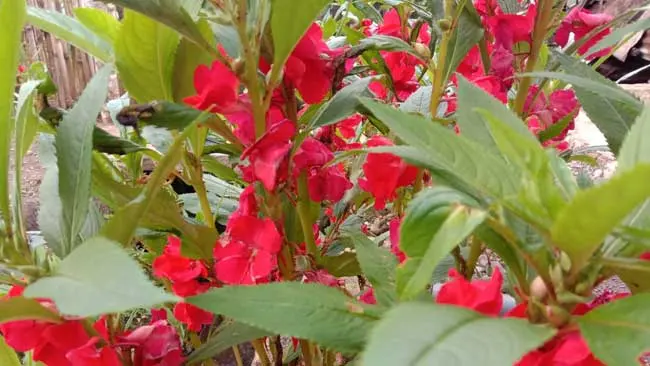 Pacar Air, Pewarna Alami dengan Beragam Warna Bunga yang Menggoda