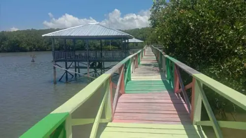 Saat Jokowi Menanam Mangrove, Herianto Terkantuk-kantuk di Luppung