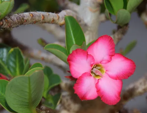 7 Kesalahan yang Perlu Dihindari dalam Perawatan Bunga Adenium