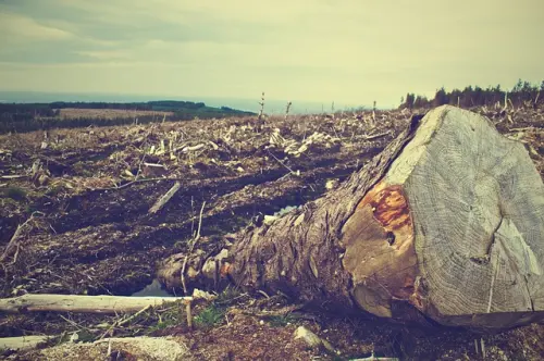 Kerusakan Hutan, Tumbuhan, dan  Burung Langka di Sumba Barat Terancam Punah