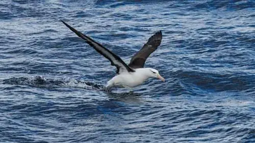 Ngeri, Studi Temukan Hampir Semua Burung Laut Telah Menelan Mikroplastik