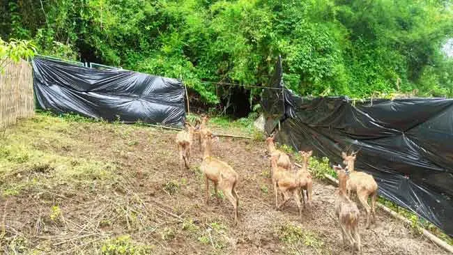 Mengenal Satwa Harapan, Jenis dan Manfaatnya bagi Manusia