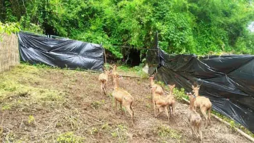 Mengenal Satwa Harapan, Jenis dan Manfaatnya bagi Manusia
