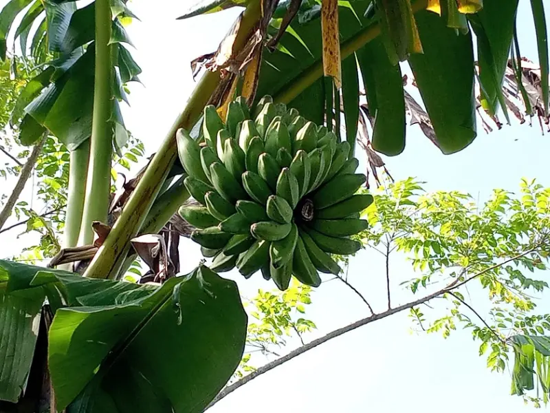 Pisang Manurung Selain Nikmat, Apasih Khasiatnya?