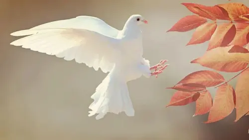 Gelisah Burung-Burung