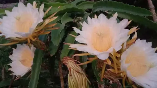 Memanen Pesona Pagi di Kelopak Bunga Buah Naga