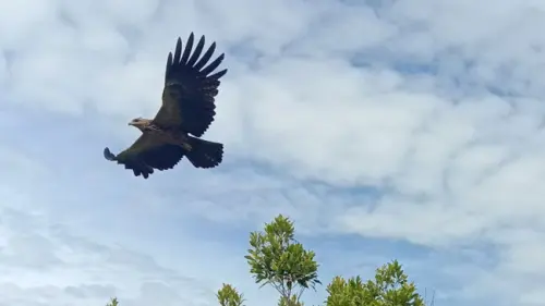 Elang dan Hal-Hal Tak Terduga Mengenainya yang Jarang Terungkap