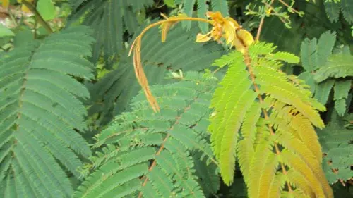 Pohon Sengon, Tanaman HTI yang Mudah Beradaptasi