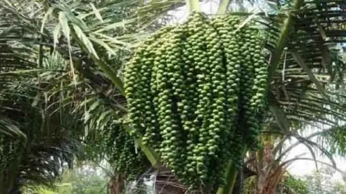 Perihal Pohon Aren dan Pemanfaatan Tandan Buahnya yang Tak Terduga