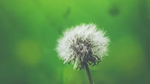 Bunga Dandelion, Si Liar yang Penuh Keunikan dan Manfaat Kesehatan