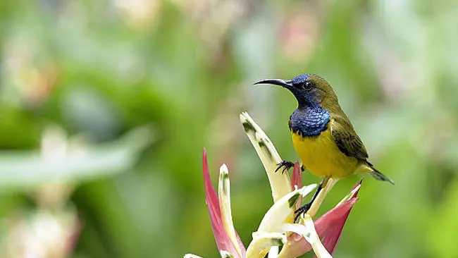 8 Alasan Kenapa Perubahan Iklim Berpengaruh Besar Terhadap Populasi Burung