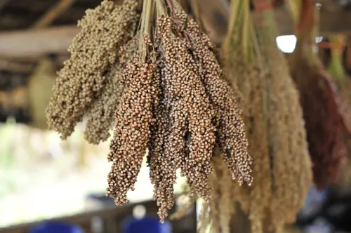 Pangan Lokal, Solusi Atasi Krisis Pangan Akibat Dampak El Nino