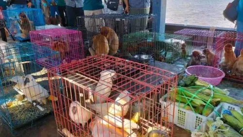 Perdagangan Satwa Liar Bukan Hanya Pelanggaran Hukum, Tapi Juga Ancaman Keseimbangan Ekosistem