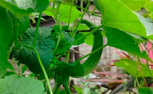 Cukup Konsumsi Sayur Ini, Gula Darah Bisa Dikontrol!