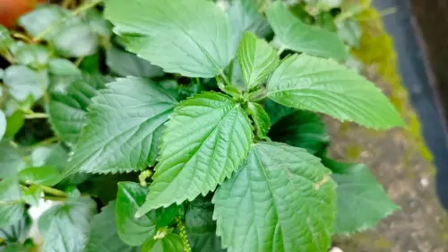 Daun Jelatang, Gulma Ajaib yang Menyimpan Sederet Manfaat Kesehatan