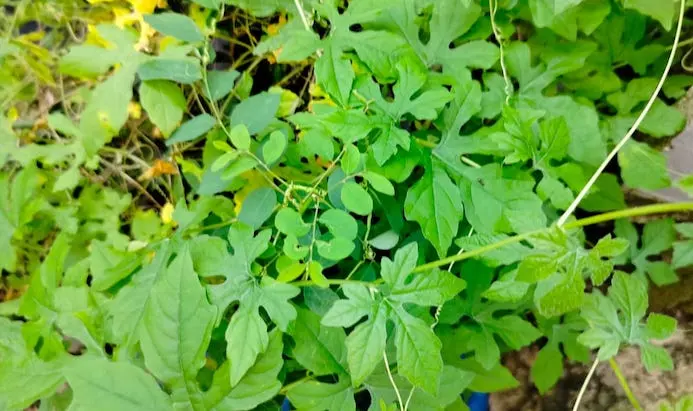 Manfaat Daun Pare Hutan, atasi Demam hingga Usir Kolestrol