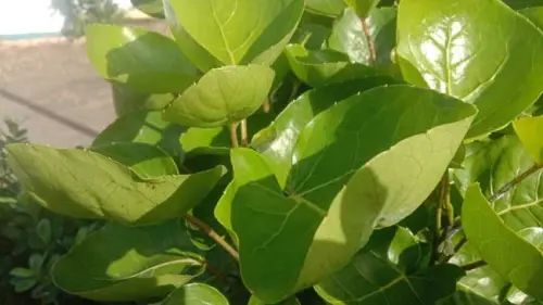 Daun Mangkokan, Tanaman Hias Unik yang Berpotensi Jadi Obat