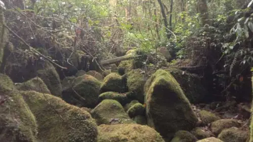 6 Tempat Bersejarah Saat ke Hutan Melalui Jalur Tassika di Bulukumba