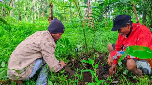 DMT Pulihkan dan Lindungi Ekosistem Kawasan DAS Balantieng dengan Pohon Aren