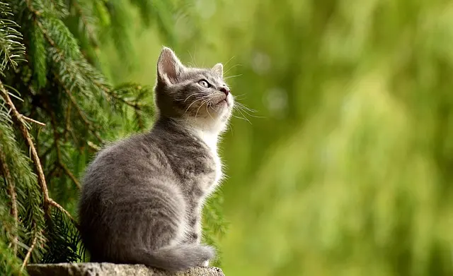 Bagaimana Memastikan Tanaman Idaman tak Dirusak Kucing Kesayangan?