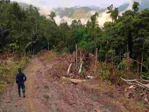 Pemodal Perusakan Hutan di Sulbar Berhasil Ditahan oleh Gakkum KLHK