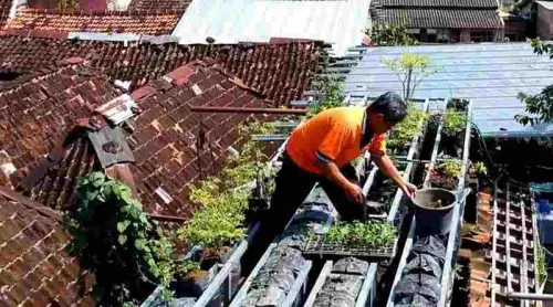 10 Tips Urban Farming, Menghadirkan Sayur Segar dan Sehat dari Atap Rumah