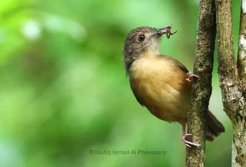 Burung Bisa “Menganggur” sebagai Penjaga Kestabilan Ekosistem karena Ulah Manusia