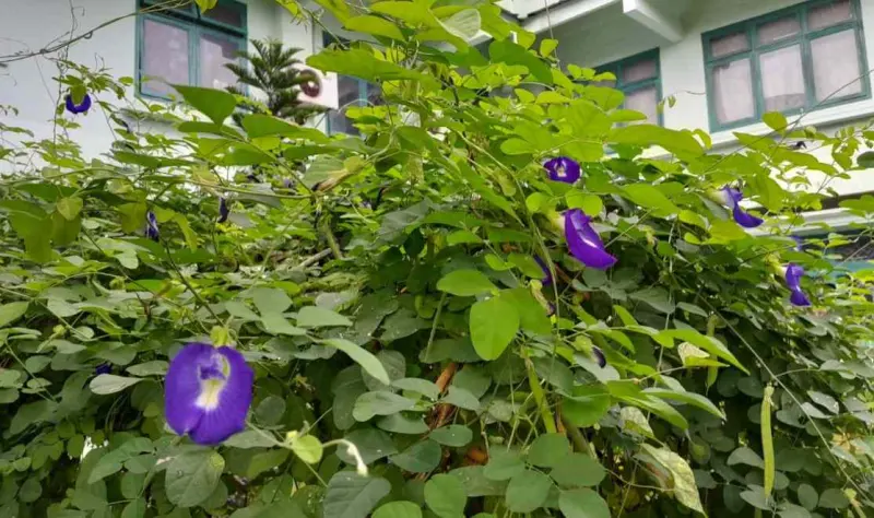 Puang Safi’ dan Keajaiban Bunga Telang pada  Matanya