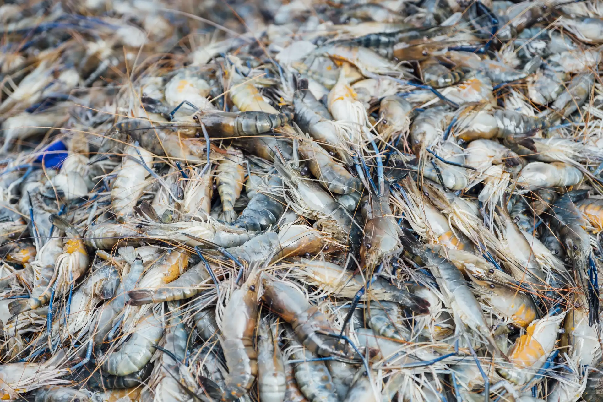 Hasil Riset Tunjukkan Mangrove Berhasil Dongkrak Bobot Panen Udang di Sulsel